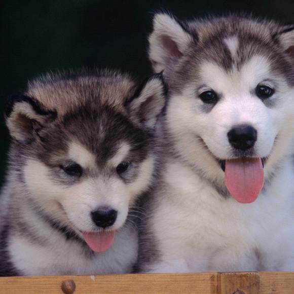 5malamutes